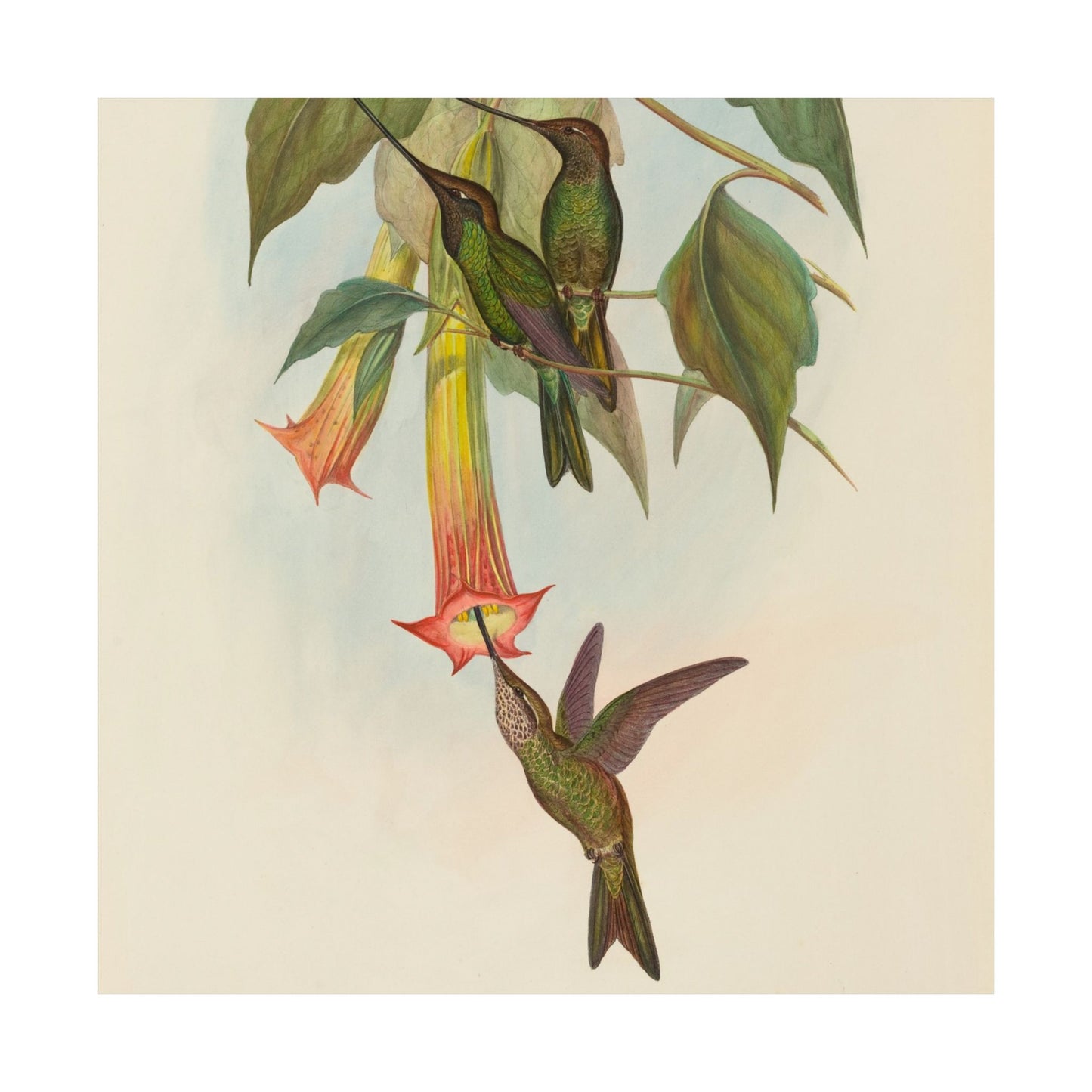 Hummingbird Botanical Art Print - Matte Vertical Poster - Nature Inspired Wall Art - Vintage Bird Watcher Art