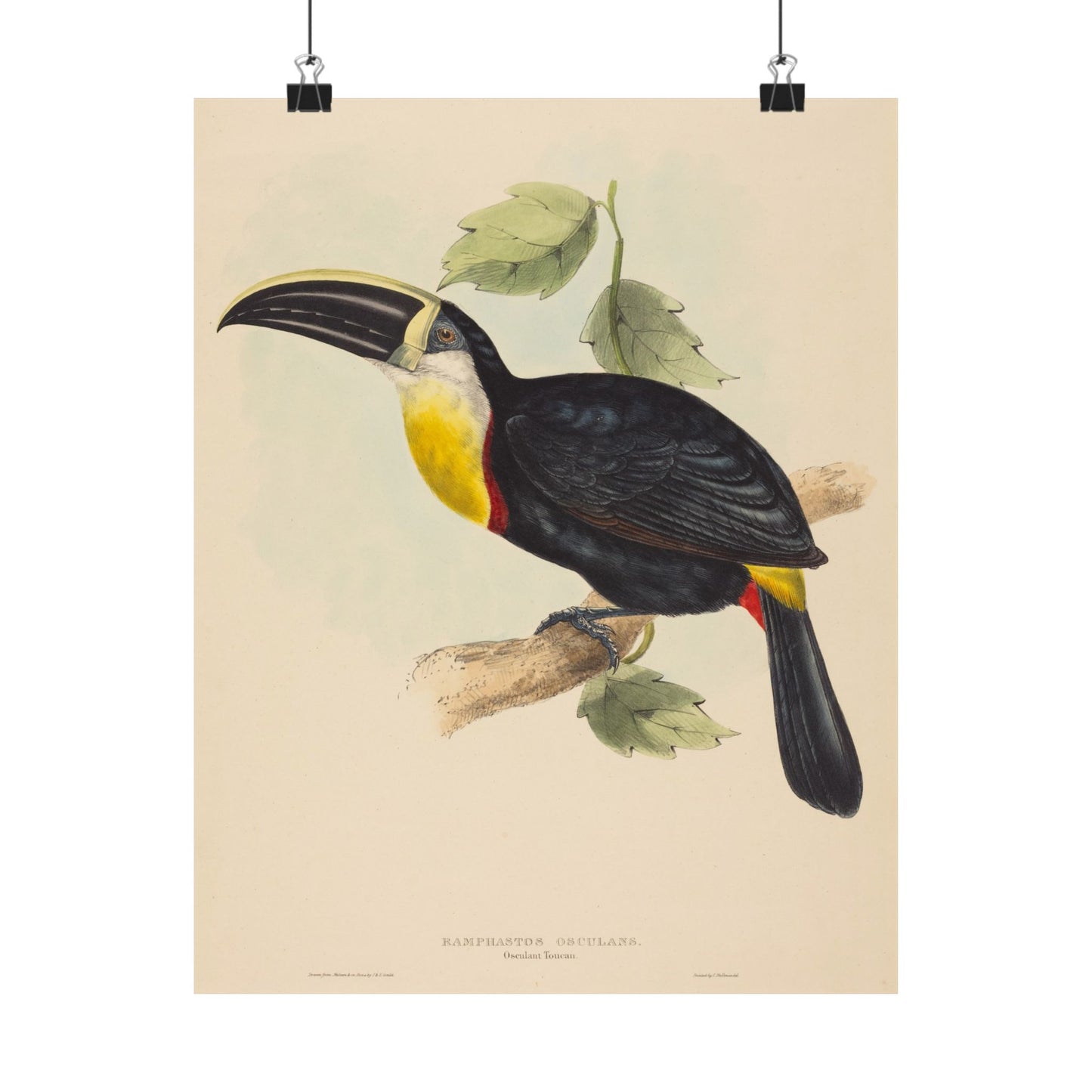 Tropical Toucan - Vintage Birdwatcher Art Print - Matte Vertical Poster - Elegant Bird Wall Art for Nature Lovers
