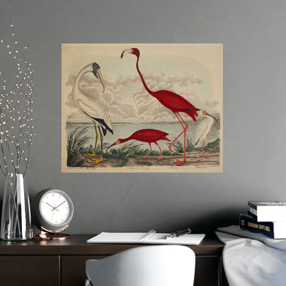 Scarlet Ibis and Flamingo - Vintage Bird Fine Art Poster