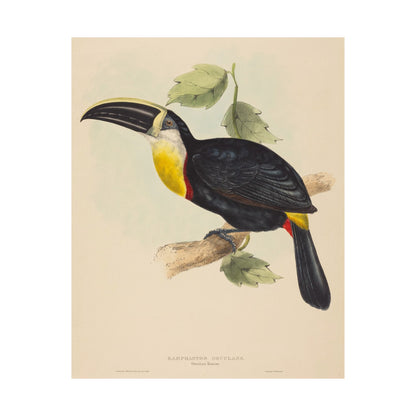 Tropical Toucan - Vintage Birdwatcher Art Print - Matte Vertical Poster - Elegant Bird Wall Art for Nature Lovers