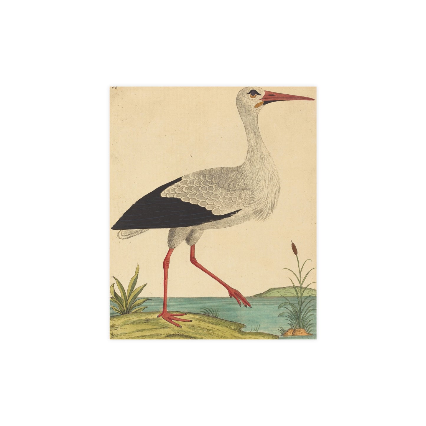 White Stork - Vintage Natural History Fine Art Poster