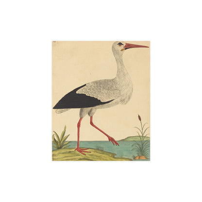 White Stork - Vintage Natural History Fine Art Poster