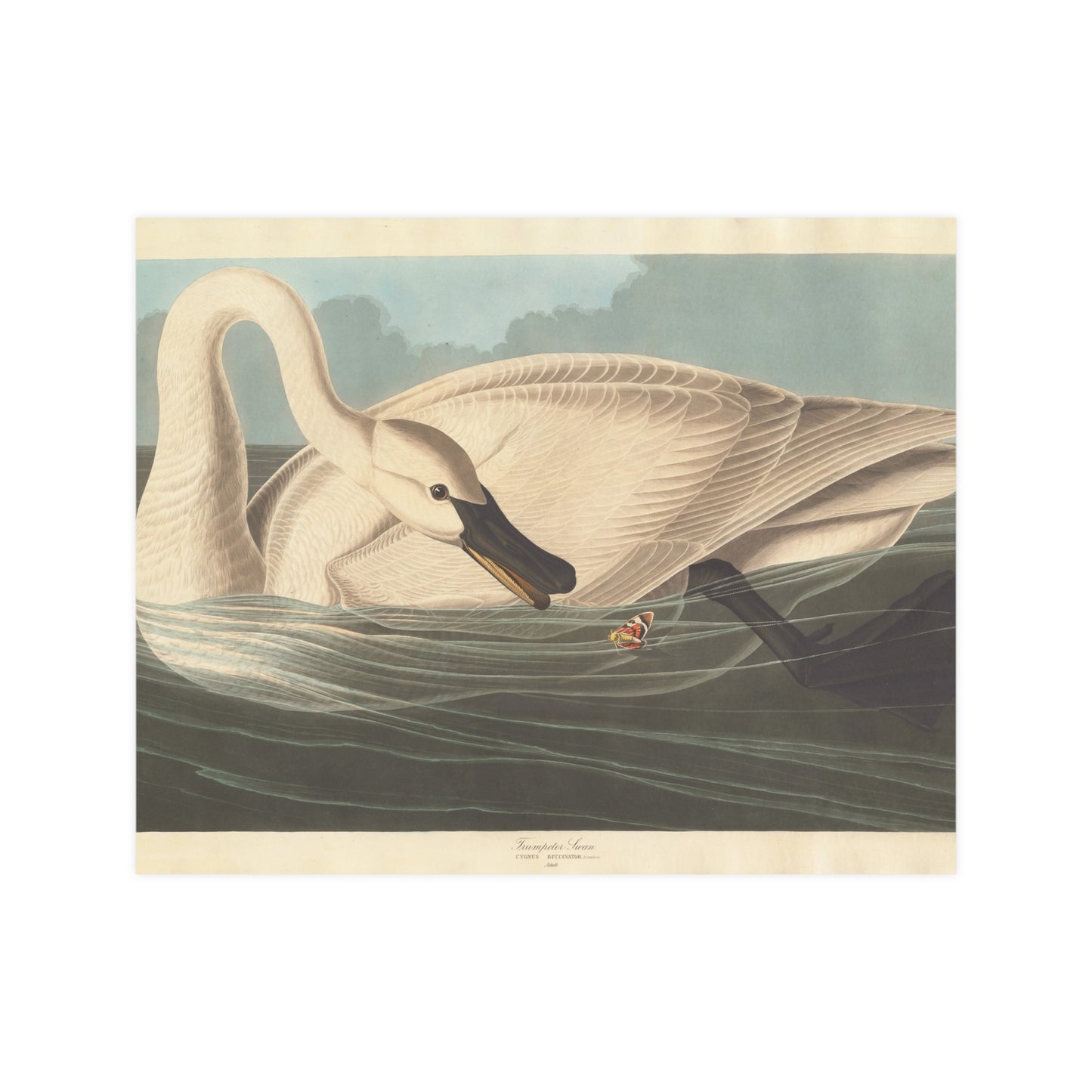Trumpeter Swan - Audubon Fine Art Poster