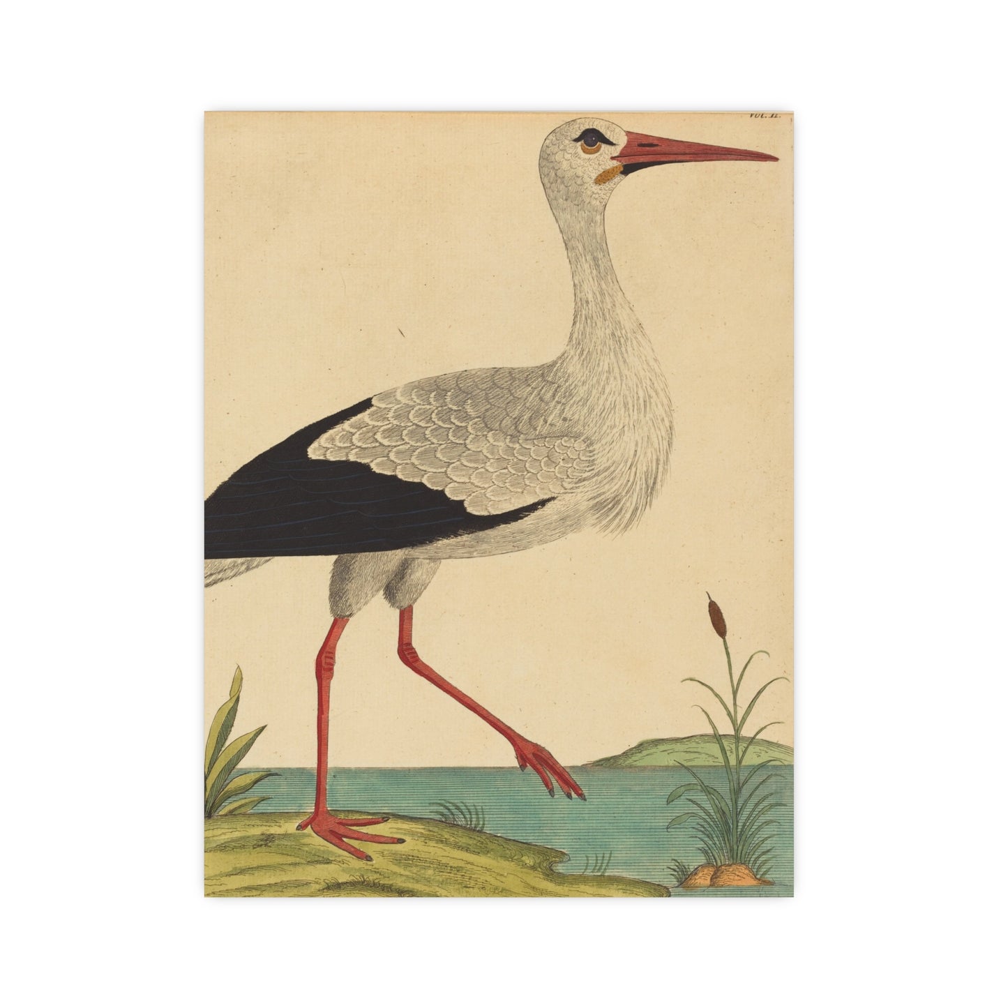 White Stork - Vintage Natural History Fine Art Poster