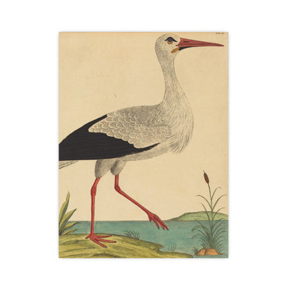 White Stork - Vintage Natural History Fine Art Poster