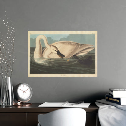 Trumpeter Swan - Audubon Fine Art Poster