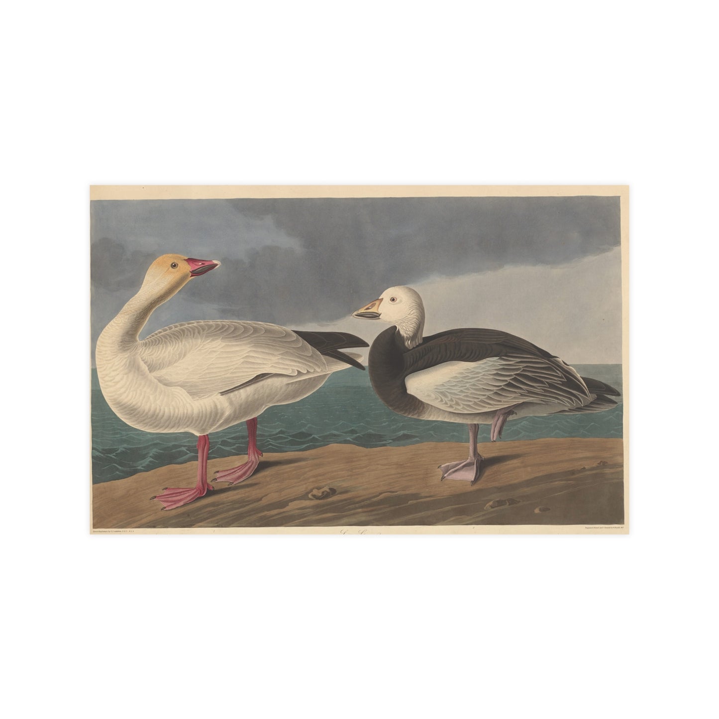 Snow Goose - Audubon Fine Art Poster