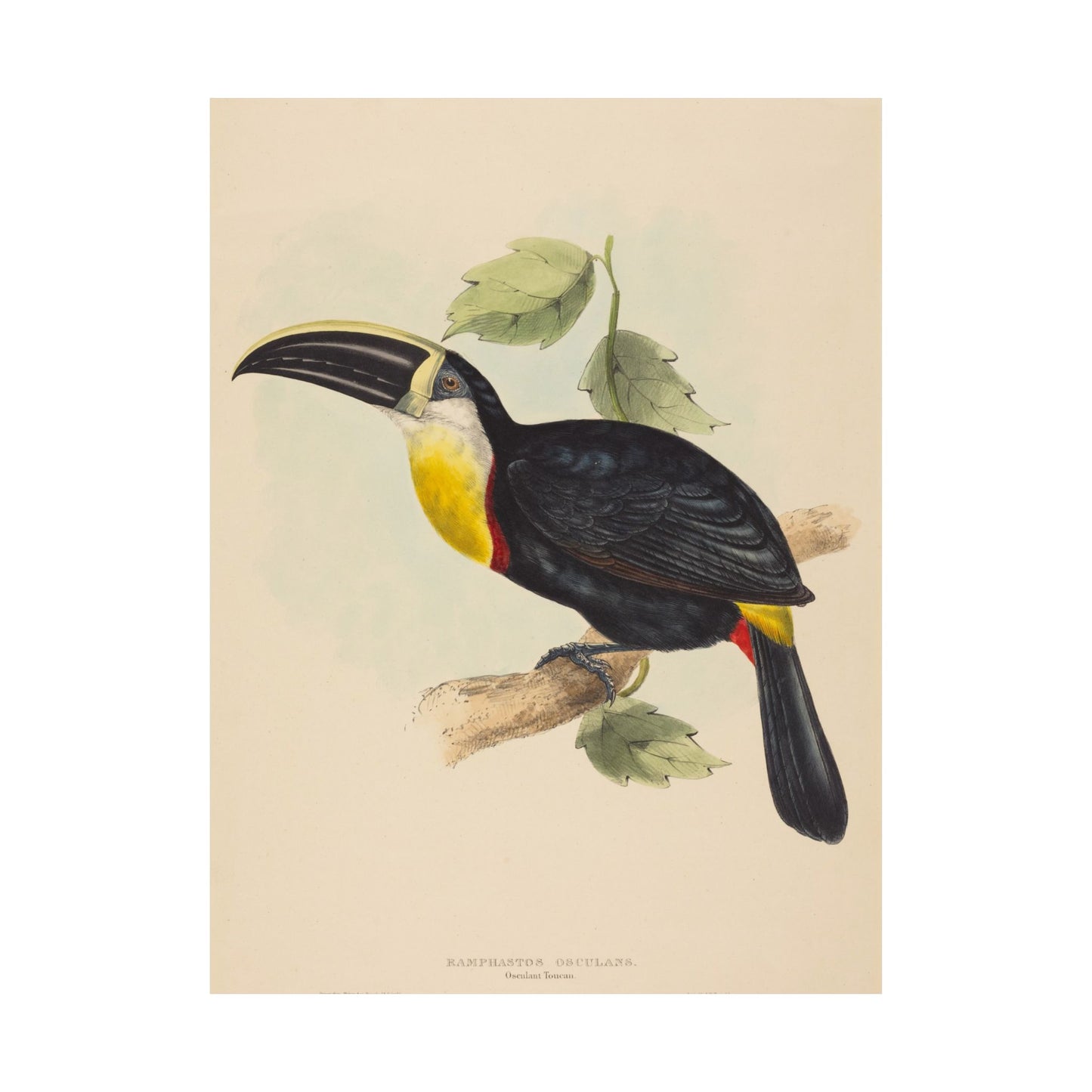 Tropical Toucan - Vintage Birdwatcher Art Print - Matte Vertical Poster - Elegant Bird Wall Art for Nature Lovers
