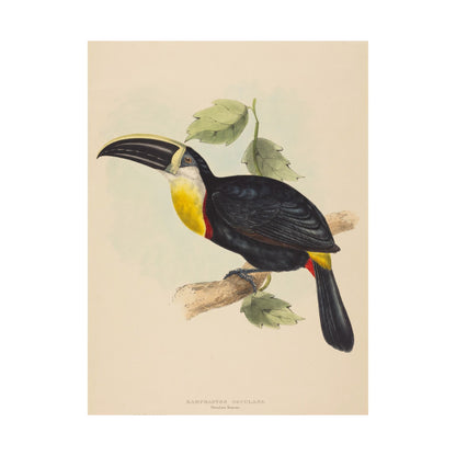 Tropical Toucan - Vintage Birdwatcher Art Print - Matte Vertical Poster - Elegant Bird Wall Art for Nature Lovers