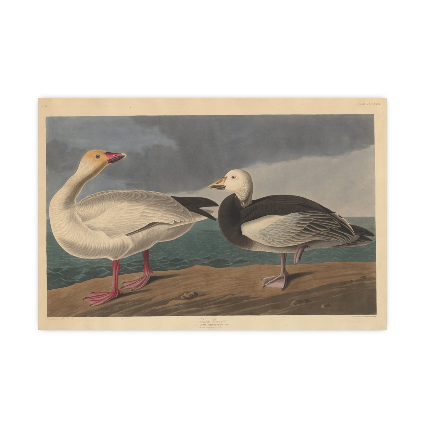 Snow Goose - Audubon Fine Art Poster