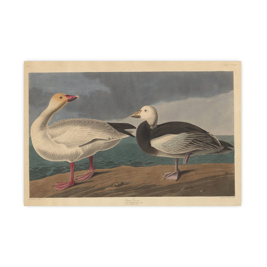 Snow Goose - Audubon Fine Art Poster