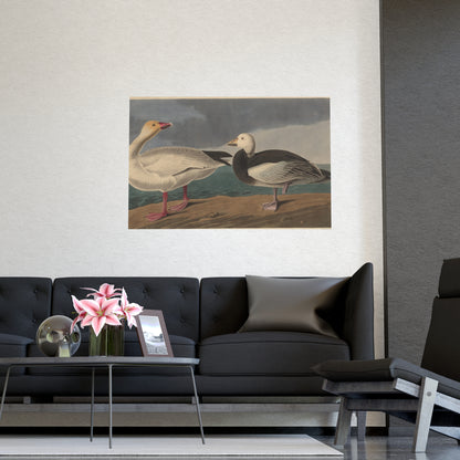 Snow Goose - Audubon Fine Art Poster