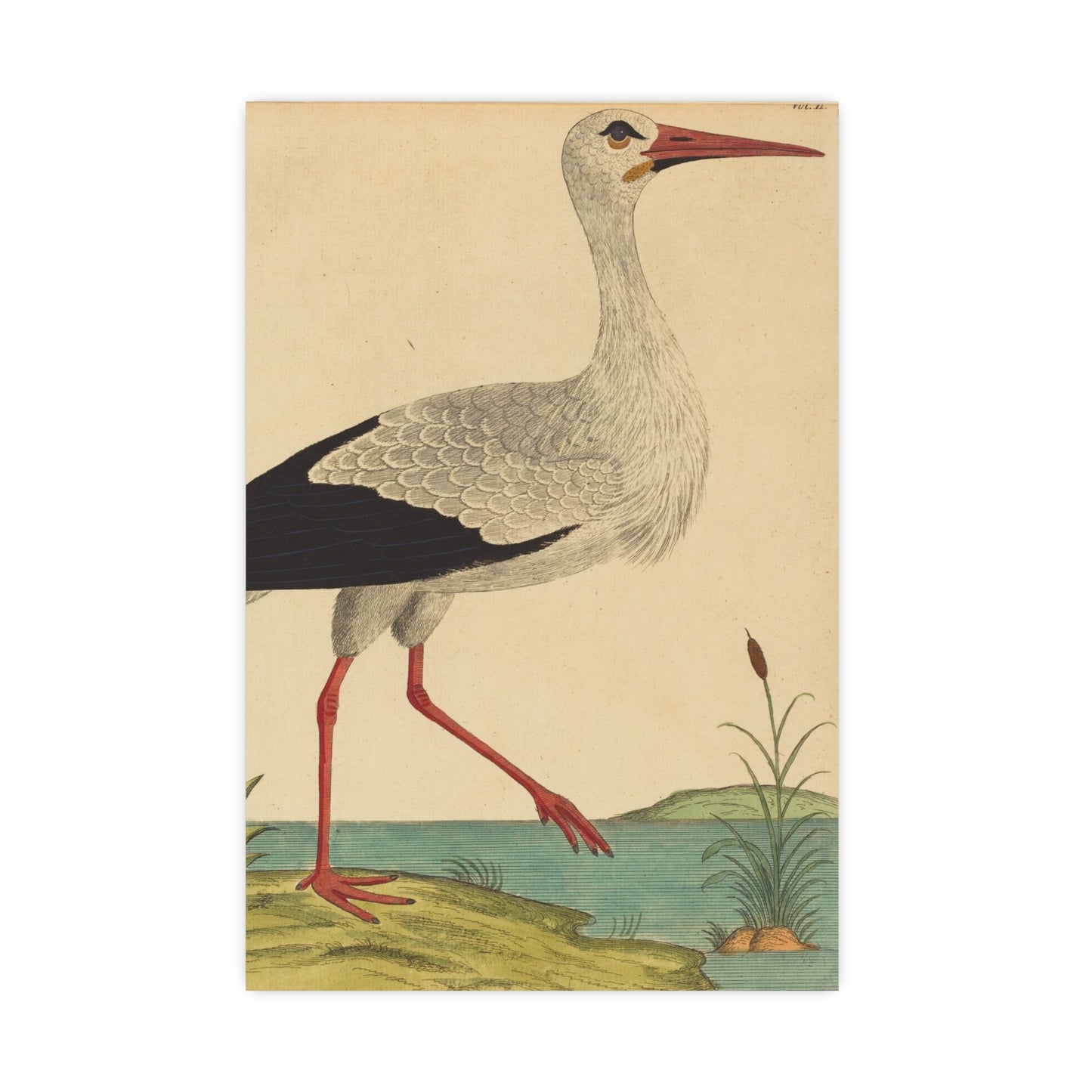 White Stork - Vintage Natural History Fine Art Poster