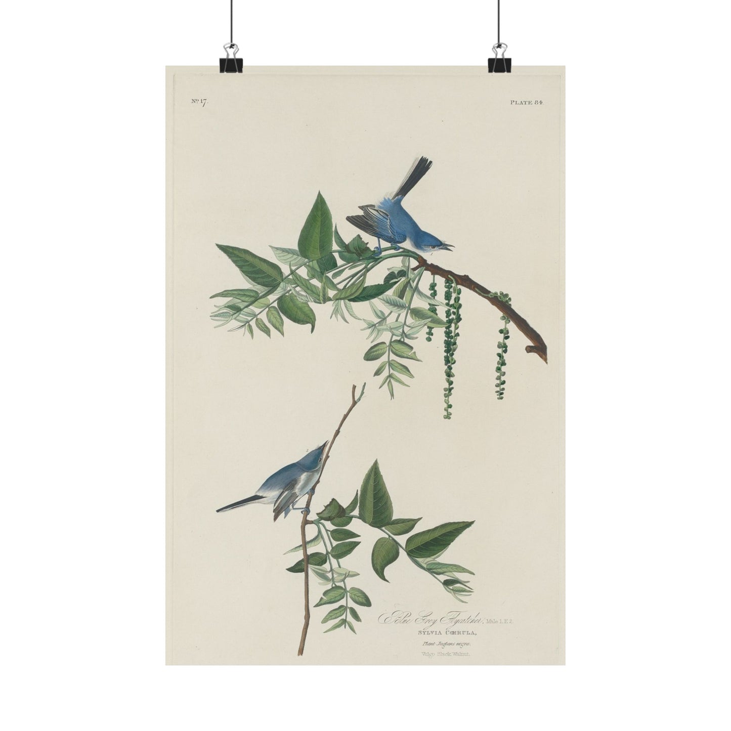 Vintage Bluebirds Botanical Print - Nature-Inspired Art - Matte Vertical Poster with Bluebirds