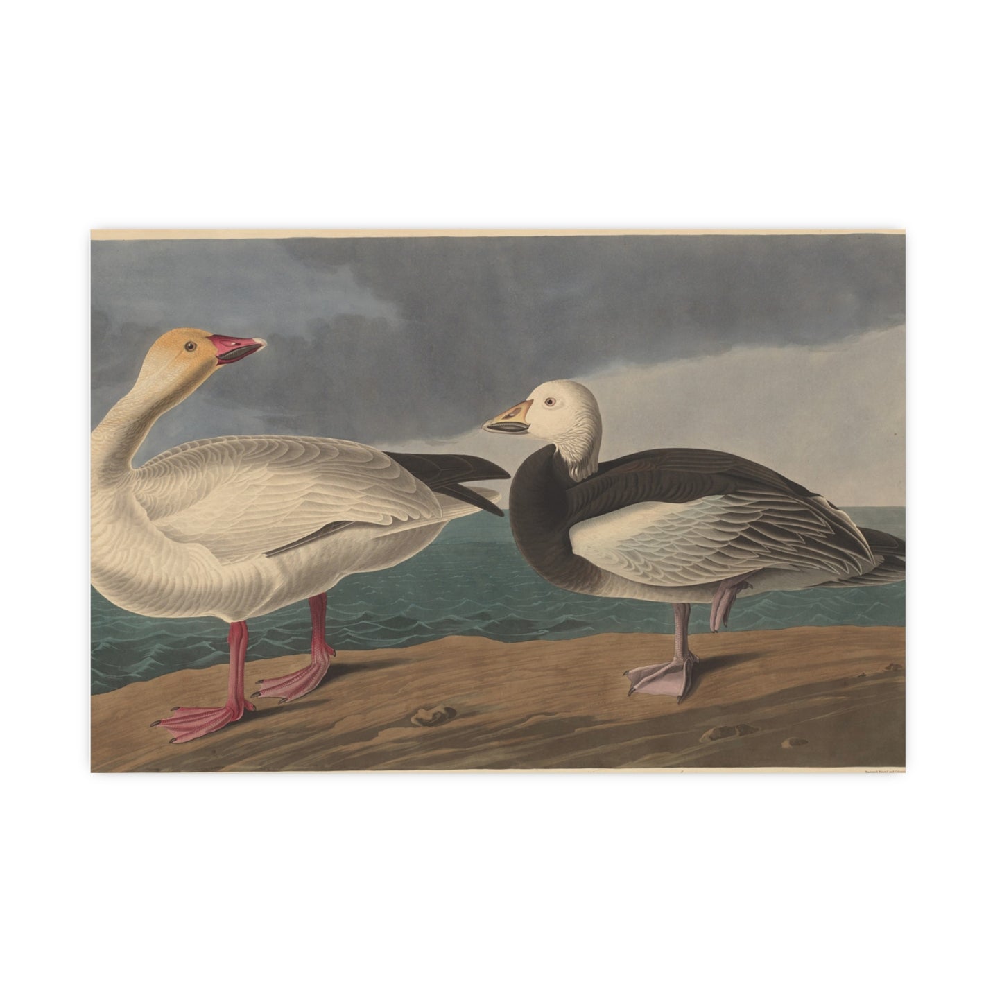 Snow Goose - Audubon Fine Art Poster