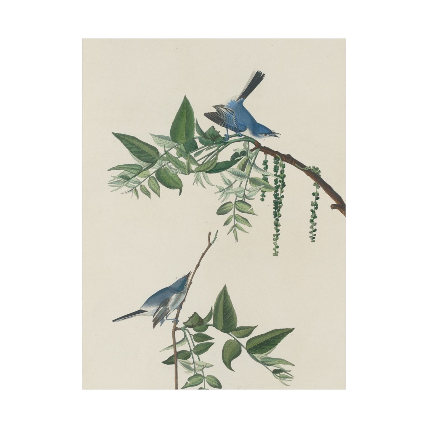 Vintage Bluebirds Botanical Print - Nature-Inspired Art - Matte Vertical Poster with Bluebirds