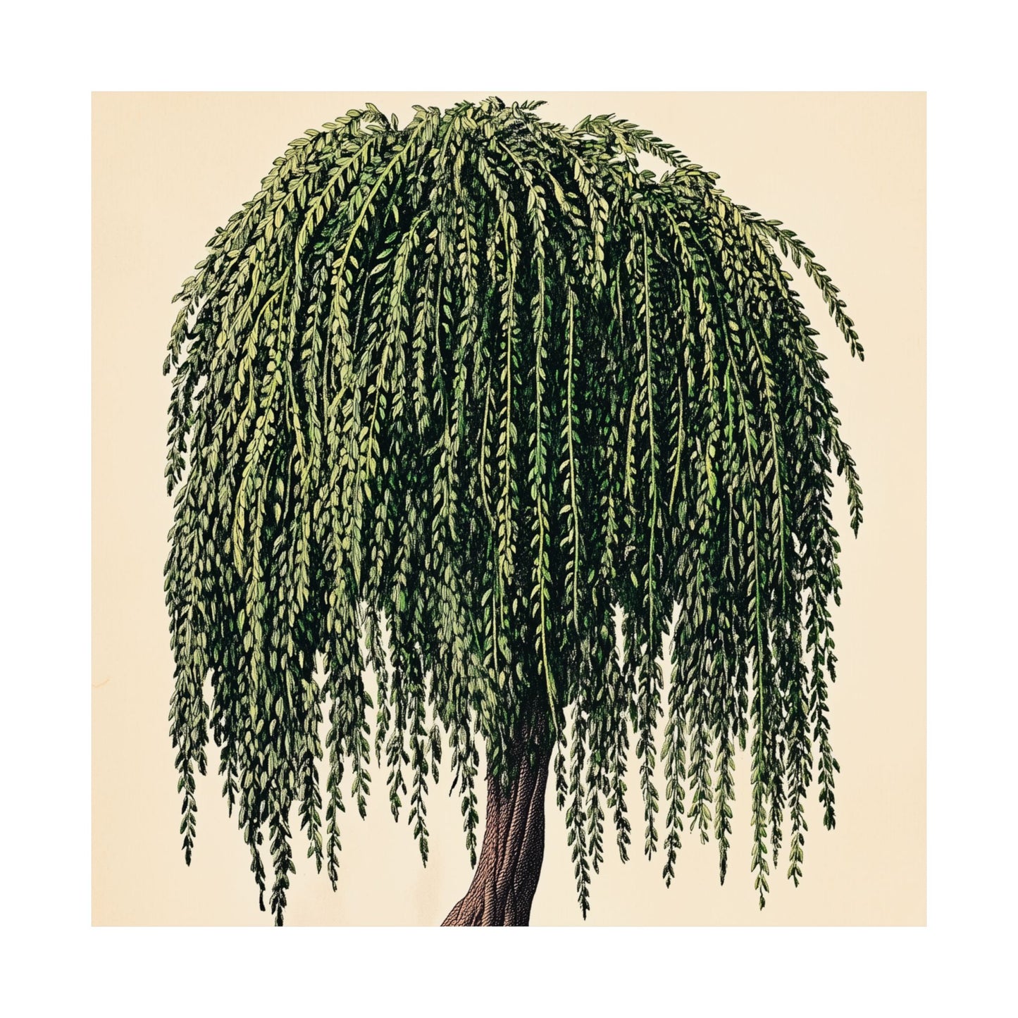 Weeping Willow Vintage Botanical Art Print - Matte Poster - Vintage Botanical Wall Art
