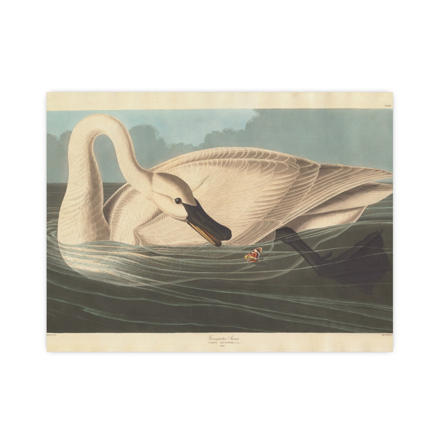 Trumpeter Swan - Audubon Fine Art Poster