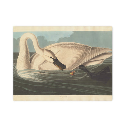 Trumpeter Swan - Audubon Fine Art Poster