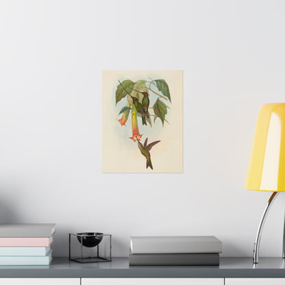 Hummingbird Botanical Art Print - Matte Vertical Poster - Nature Inspired Wall Art - Vintage Bird Watcher Art