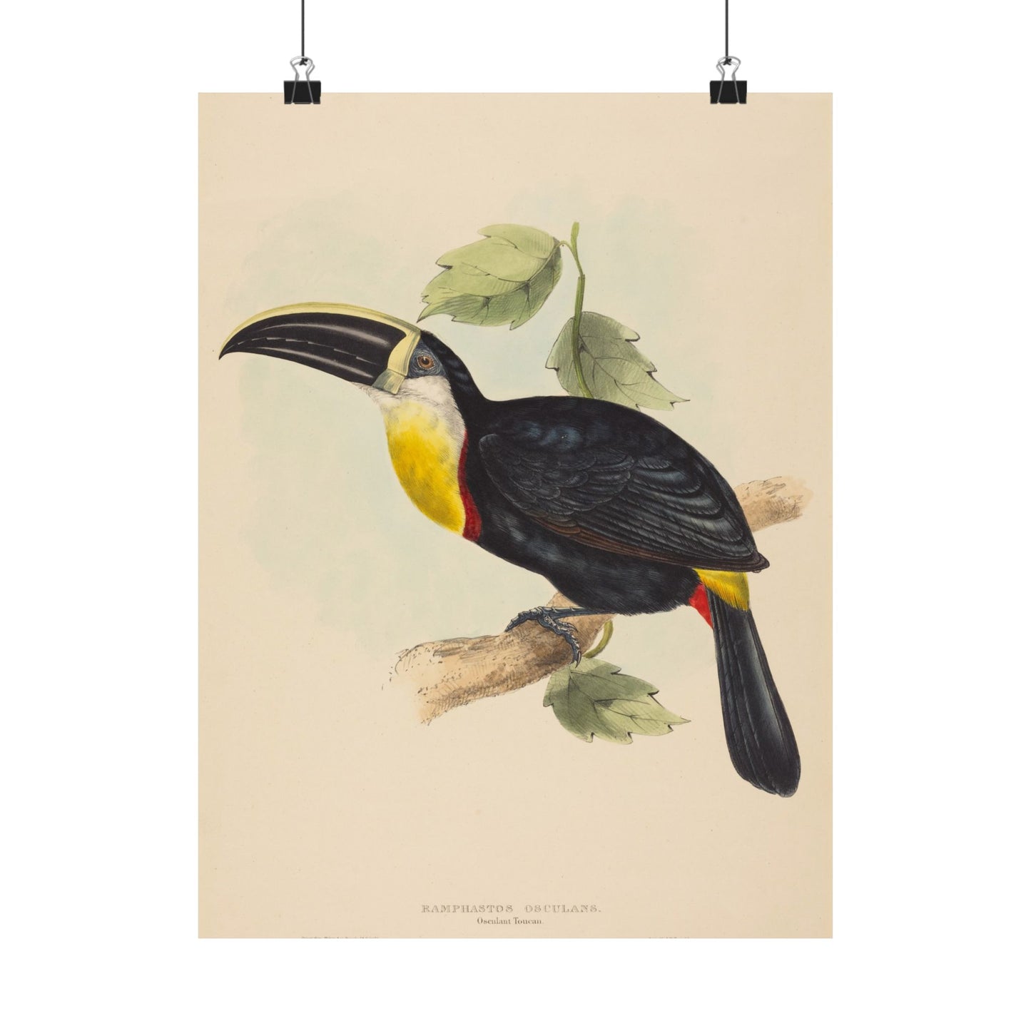 Tropical Toucan - Vintage Birdwatcher Art Print - Matte Vertical Poster - Elegant Bird Wall Art for Nature Lovers