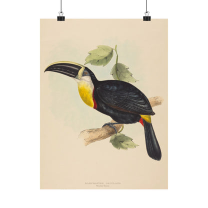 Tropical Toucan - Vintage Birdwatcher Art Print - Matte Vertical Poster - Elegant Bird Wall Art for Nature Lovers