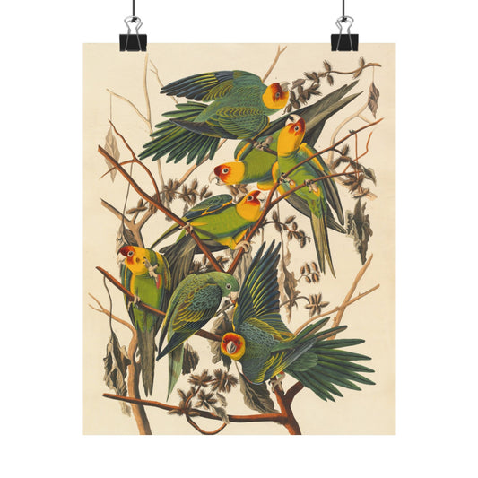 Vintage Parrot Pals Art Print -  Matte Vertical Posters - Colorful Wall Art for Nature Lovers & Bird Watchers