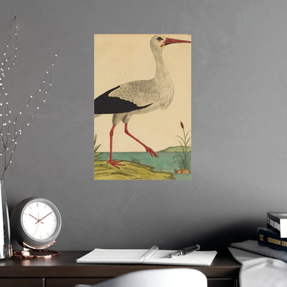 White Stork - Vintage Natural History Fine Art Poster