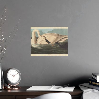 Trumpeter Swan - Audubon Fine Art Poster