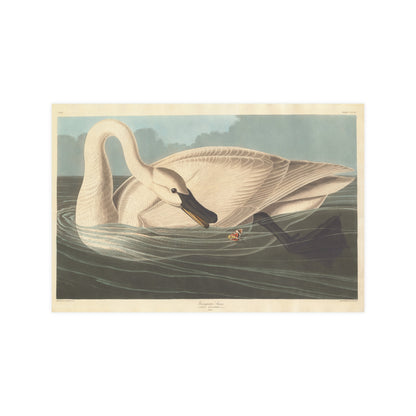 Trumpeter Swan - Audubon Fine Art Poster
