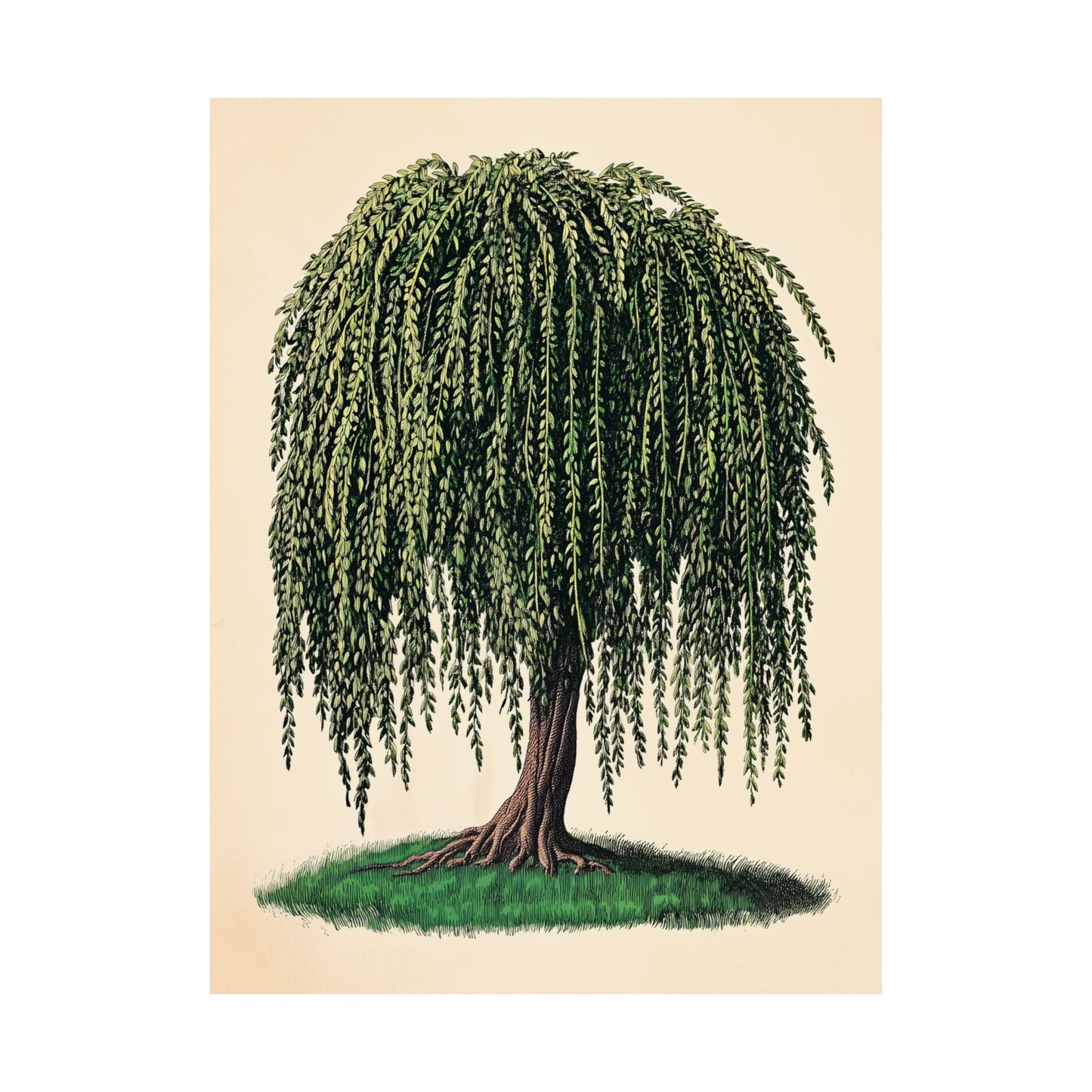 Weeping Willow Vintage Botanical Art Print - Matte Poster - Vintage Botanical Wall Art