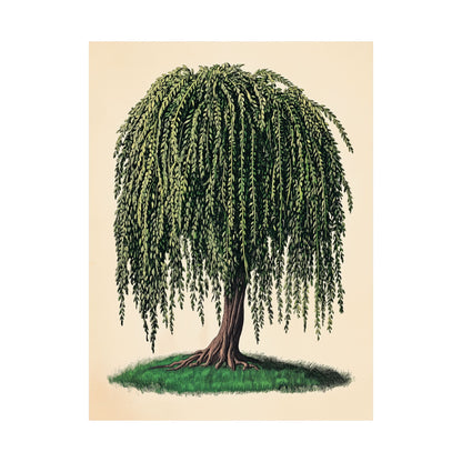 Weeping Willow Vintage Botanical Art Print - Matte Poster - Vintage Botanical Wall Art