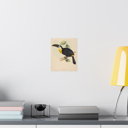 Tropical Toucan - Vintage Birdwatcher Art Print - Matte Vertical Poster - Elegant Bird Wall Art for Nature Lovers