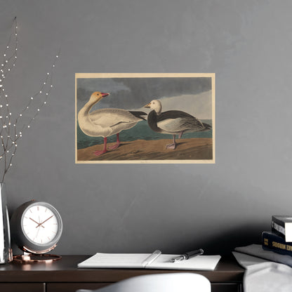 Snow Goose - Audubon Fine Art Poster