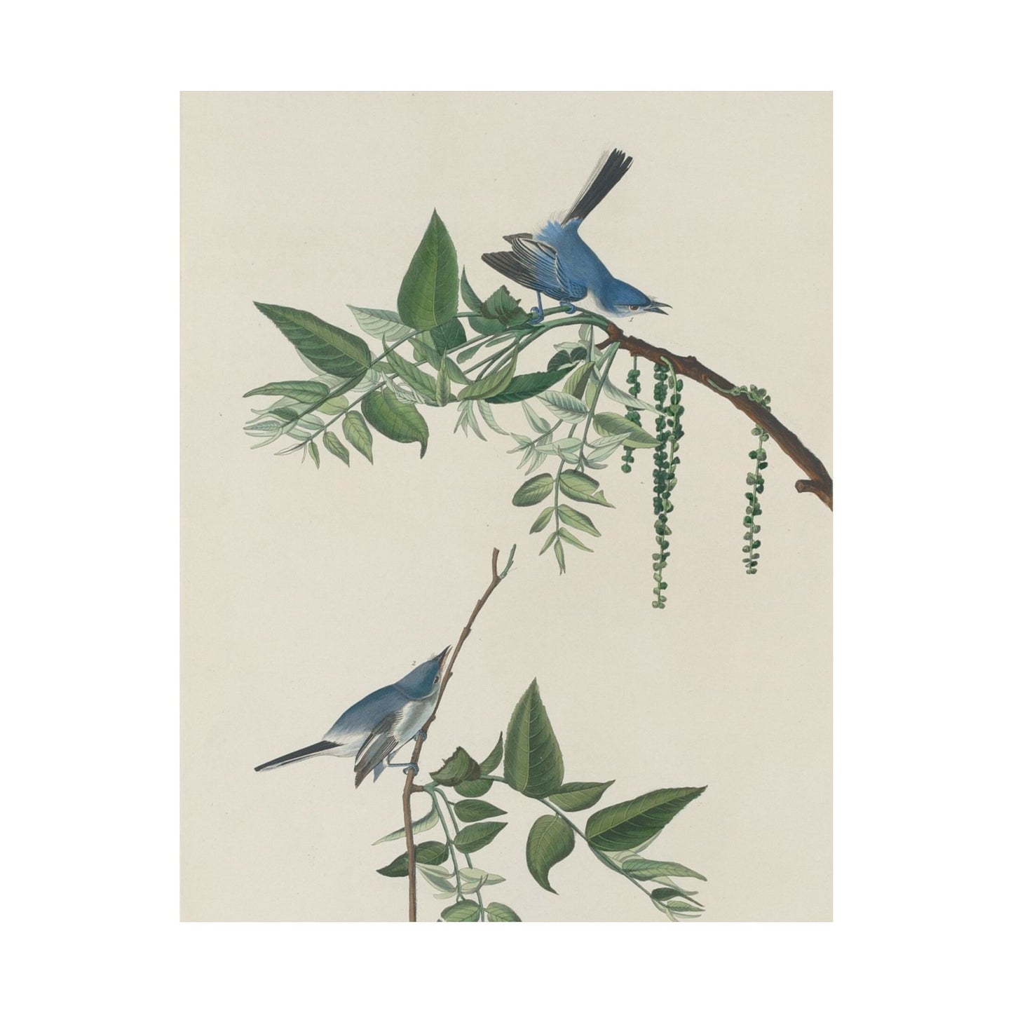 Vintage Bluebirds Botanical Print - Nature-Inspired Art - Matte Vertical Poster with Bluebirds