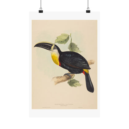 Tropical Toucan - Vintage Birdwatcher Art Print - Matte Vertical Poster - Elegant Bird Wall Art for Nature Lovers