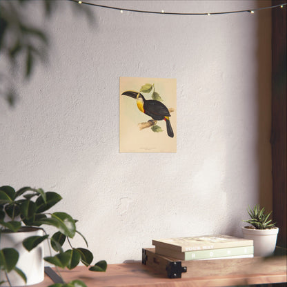 Tropical Toucan - Vintage Birdwatcher Art Print - Matte Vertical Poster - Elegant Bird Wall Art for Nature Lovers