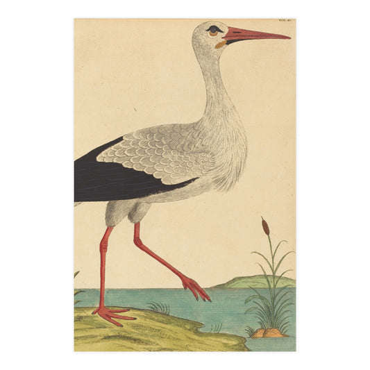 White Stork - Vintage Natural History Fine Art Poster