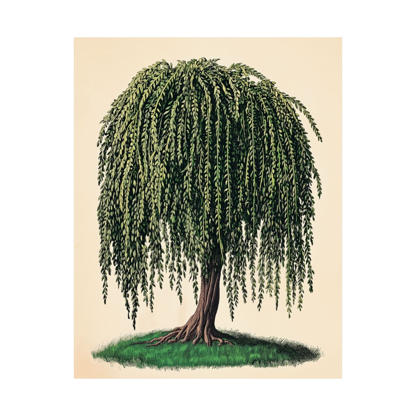 Weeping Willow Vintage Botanical Art Print - Matte Poster - Vintage Botanical Wall Art