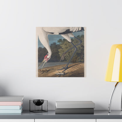 Crane in the Glades - Vintage Fine Art Print - Art Print - Poster for Nature Lovers & Birdwatchers
