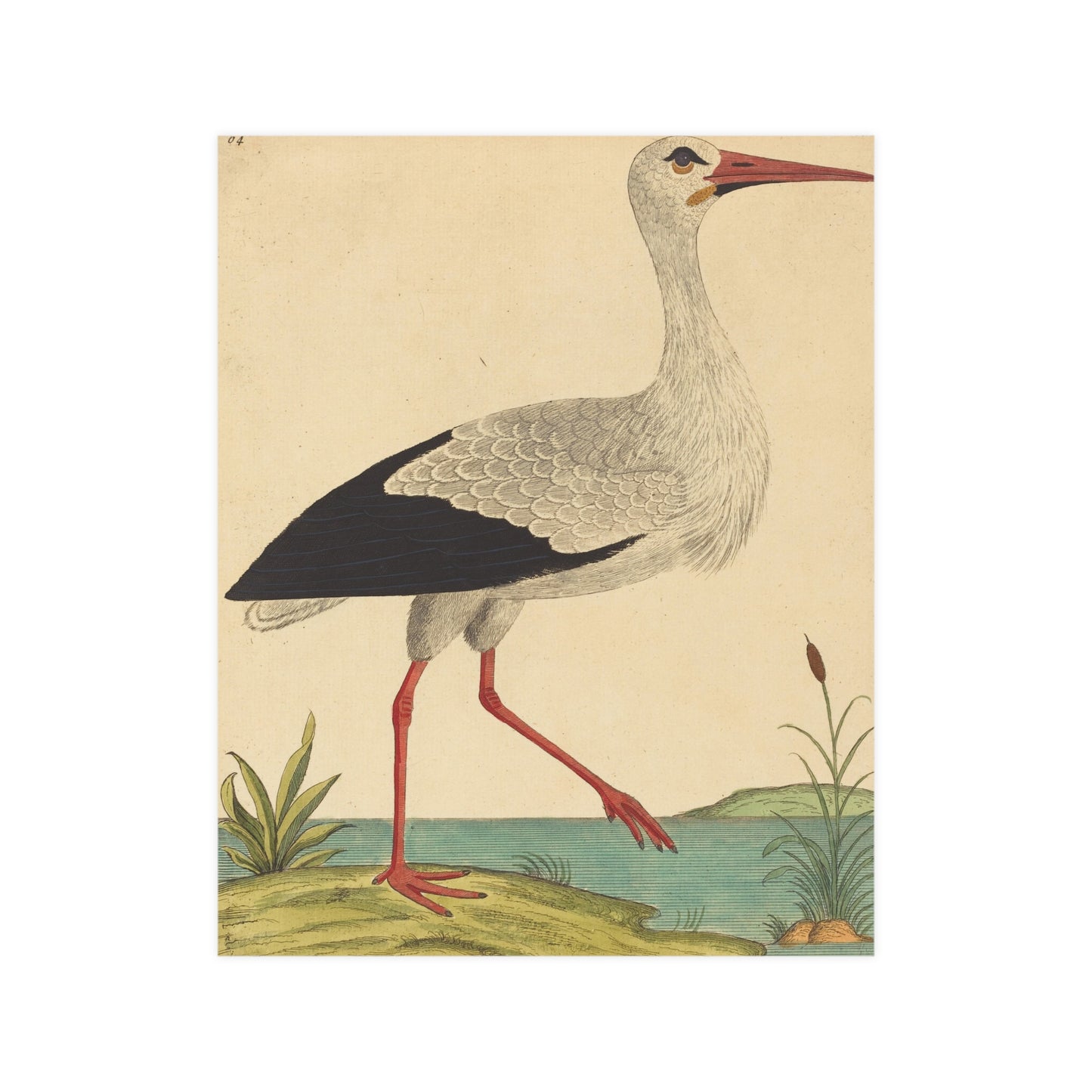 White Stork - Vintage Natural History Fine Art Poster