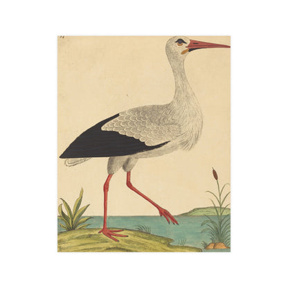 White Stork - Vintage Natural History Fine Art Poster