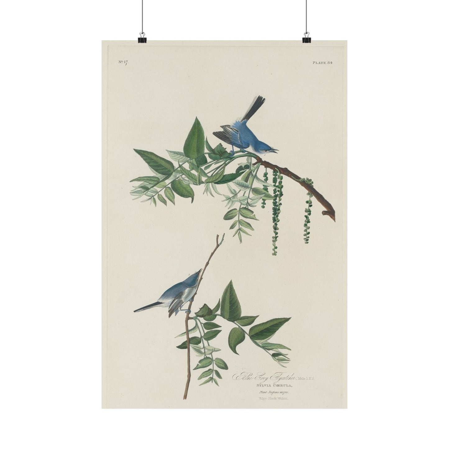 Vintage Bluebirds Botanical Print - Nature-Inspired Art - Matte Vertical Poster with Bluebirds