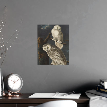 Snowy Owl - Audubon Birds - Fine Art Print