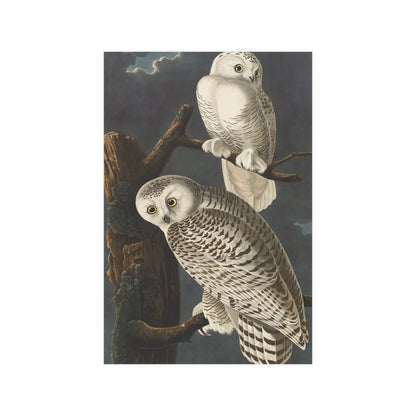 Snowy Owl - Audubon Birds - Fine Art Print