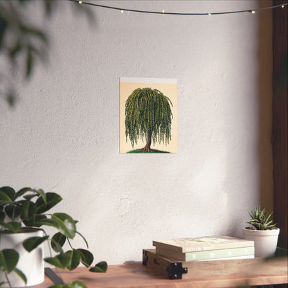 Weeping Willow Vintage Botanical Art Print - Matte Poster - Vintage Botanical Wall Art
