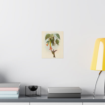 Hummingbird Botanical Art Print - Matte Vertical Poster - Nature Inspired Wall Art - Vintage Bird Watcher Art