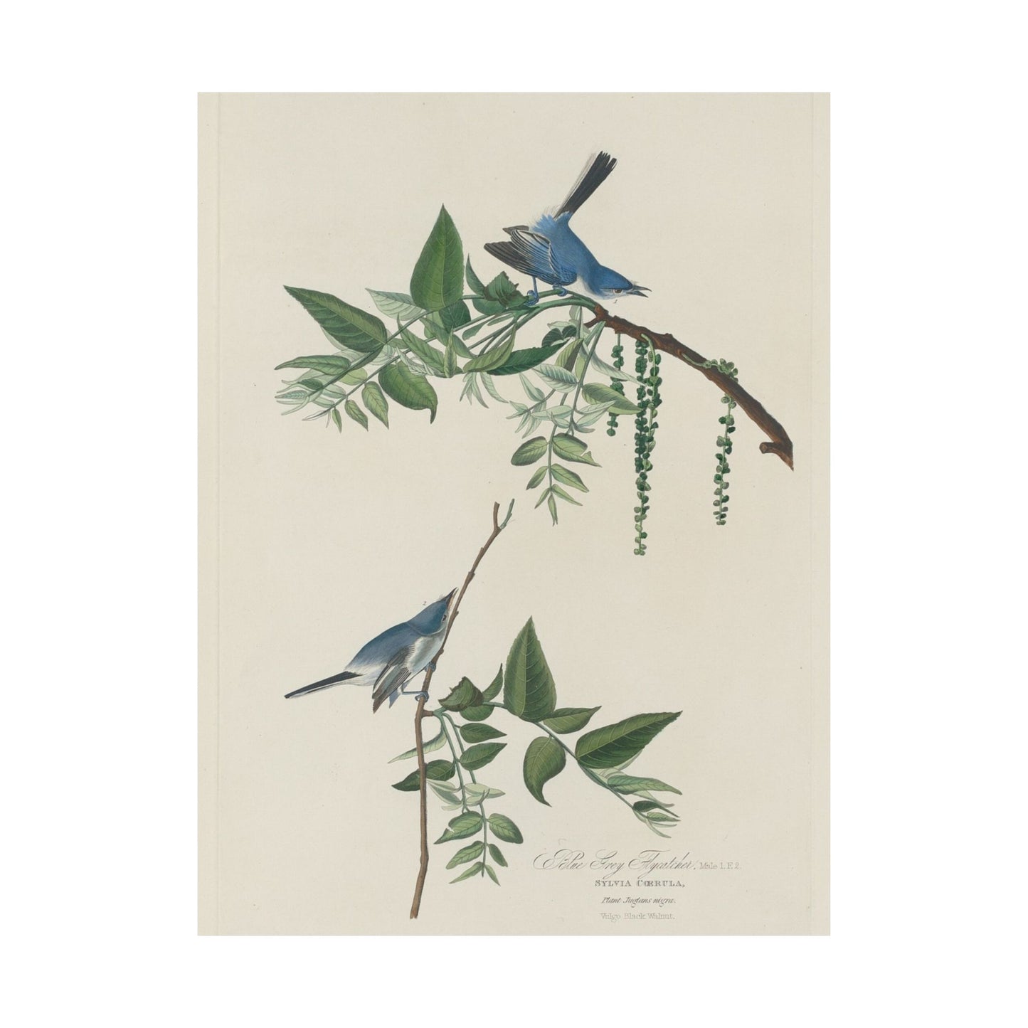 Vintage Bluebirds Botanical Print - Nature-Inspired Art - Matte Vertical Poster with Bluebirds
