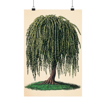 Weeping Willow Vintage Botanical Art Print - Matte Poster - Vintage Botanical Wall Art