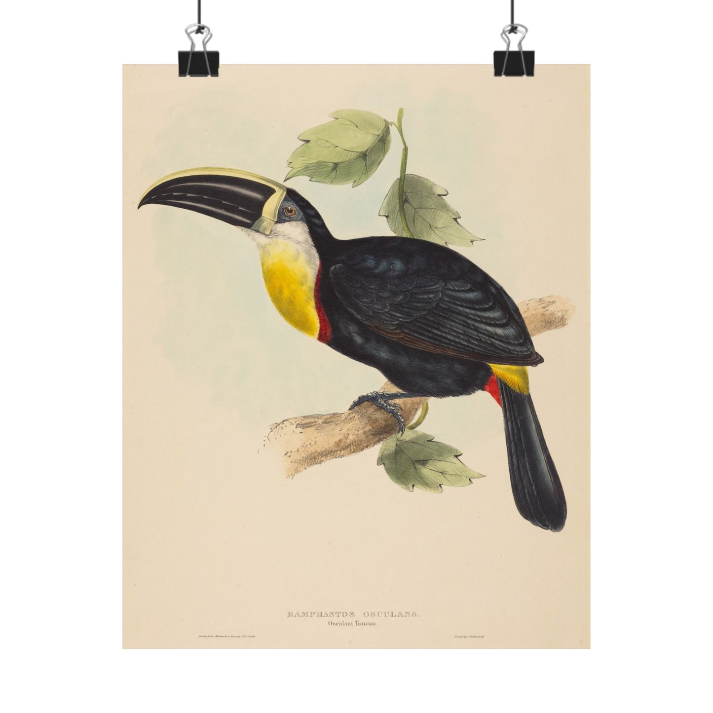 Tropical Toucan - Vintage Birdwatcher Art Print - Matte Vertical Poster - Elegant Bird Wall Art for Nature Lovers